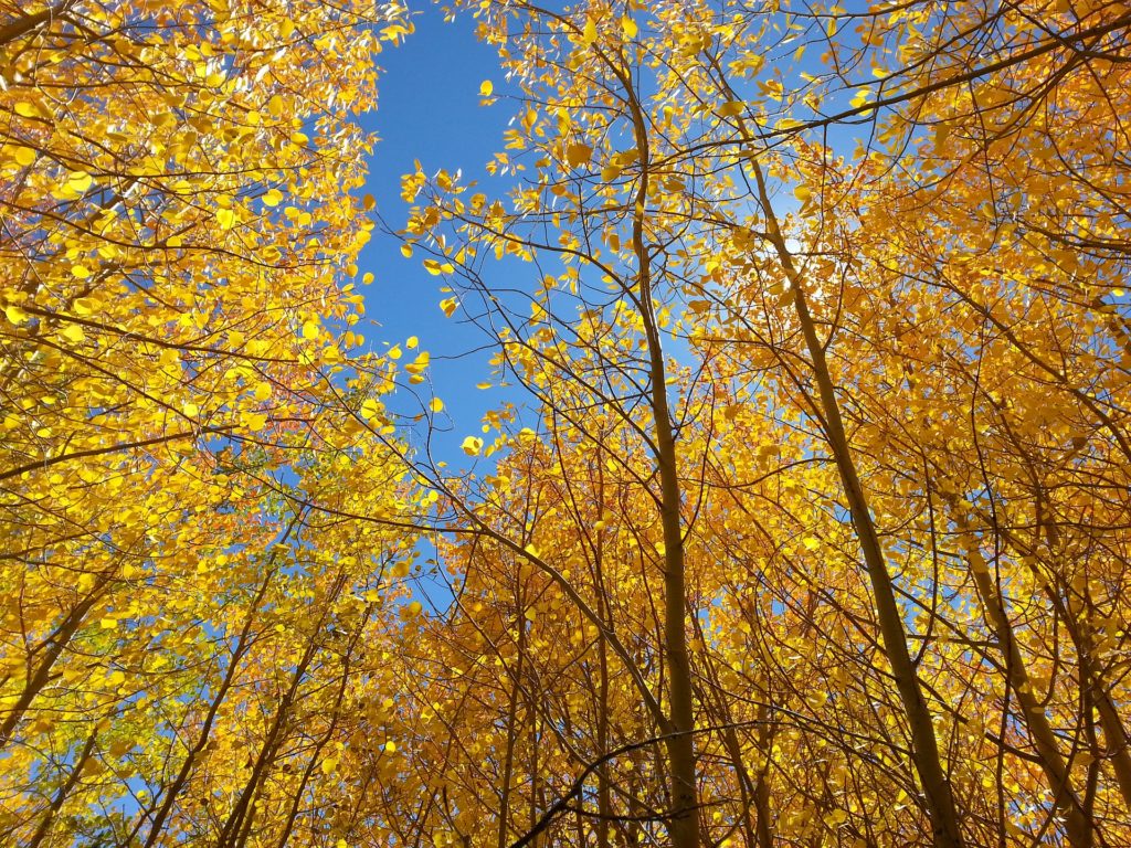 The Best Colorado Fall Drives